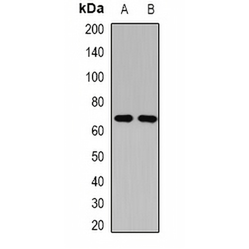 Cholinesterase Rabbit Polyclonal Antibody