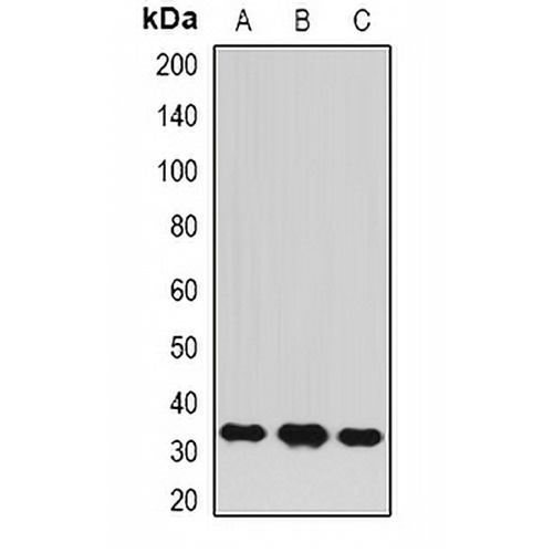 BCL10 Rabbit Polyclonal Antibody