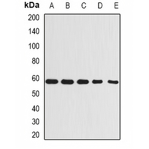 Beclin-1 Rabbit Polyclonal Antibody