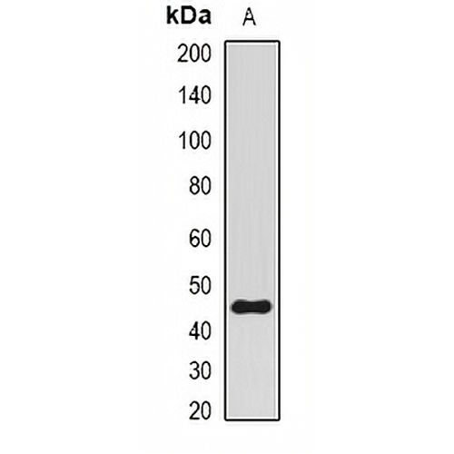 BMI1 Rabbit Polyclonal Antibody