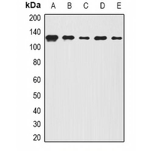 BOC Rabbit Polyclonal Antibody