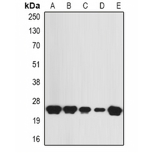 KNP-I Rabbit Polyclonal Antibody