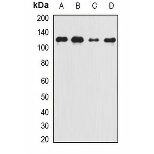 Complement C5 Rabbit Polyclonal Antibody