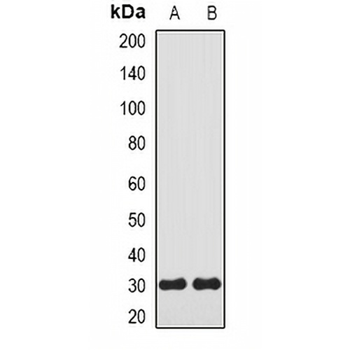 Carbonic Anhydrase 3 Rabbit Polyclonal Antibody