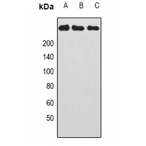 CAD Rabbit Polyclonal Antibody
