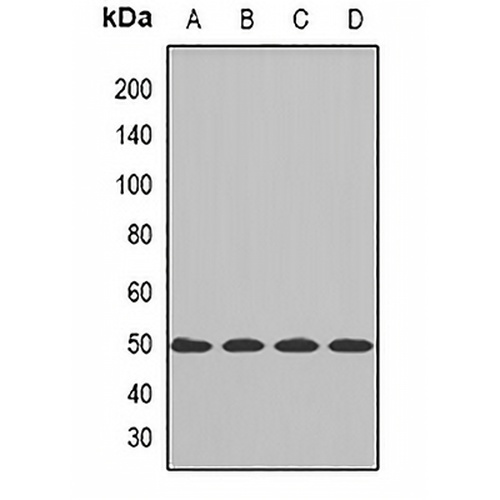 CBX8 Rabbit Polyclonal Antibody