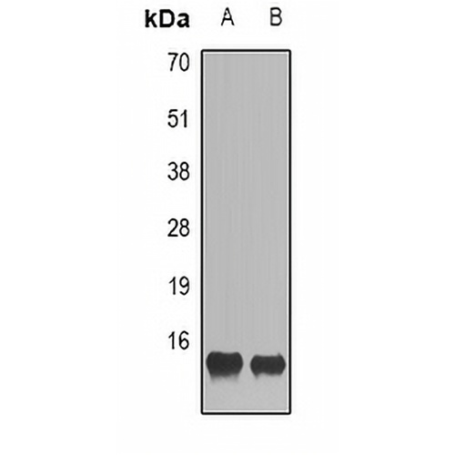 CCL28 Rabbit Polyclonal Antibody
