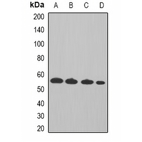 Cyclin A2 Rabbit Polyclonal Antibody