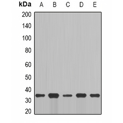 Cyclin C Rabbit Polyclonal Antibody