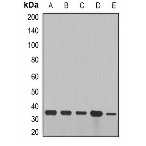 Cyclin D2 Rabbit Polyclonal Antibody