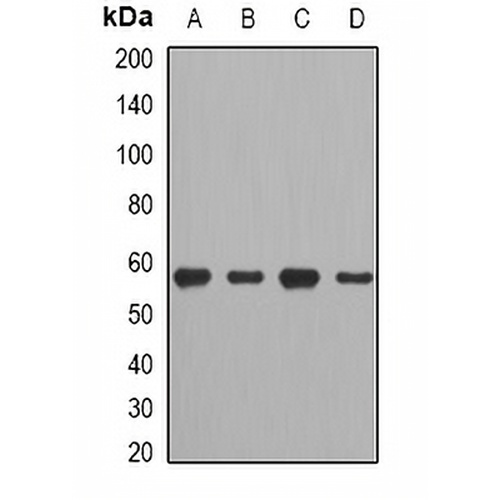 CCT2 Rabbit Polyclonal Antibody