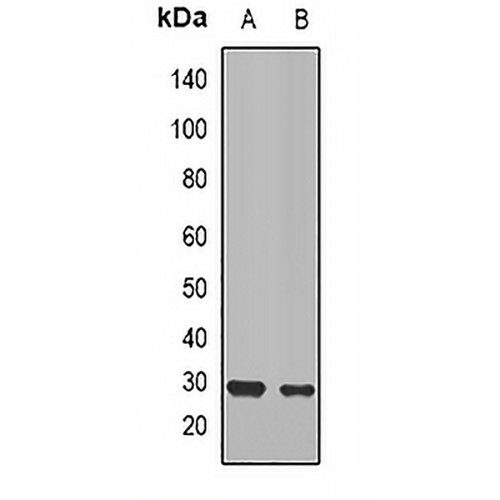 CD151 Rabbit Polyclonal Antibody