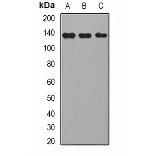 CD22 Rabbit Polyclonal Antibody