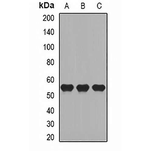 CD27 Rabbit Polyclonal Antibody