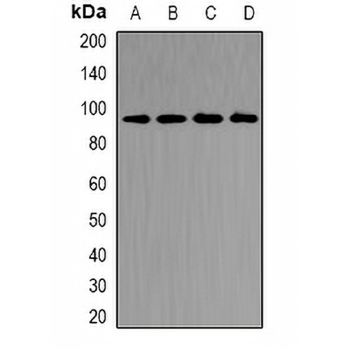 CD2AP Rabbit Polyclonal Antibody