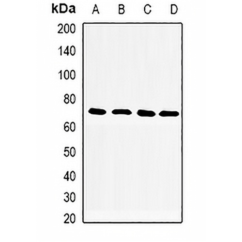 CD33 Rabbit Polyclonal Antibody