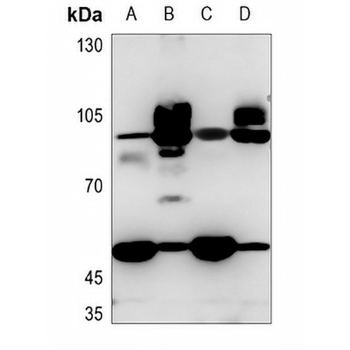 CD36 Rabbit Polyclonal Antibody