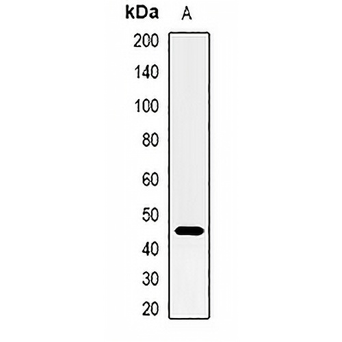 CD38 Rabbit Polyclonal Antibody
