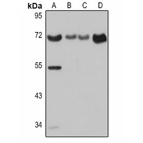 CD86 Rabbit Polyclonal Antibody