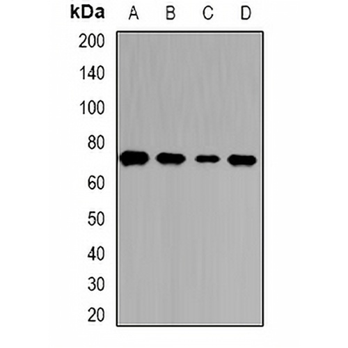 T Cadherin Rabbit Polyclonal Antibody