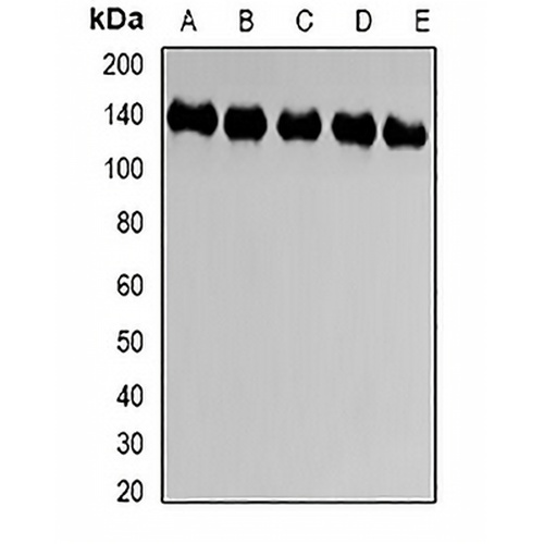 CD66a Rabbit Polyclonal Antibody