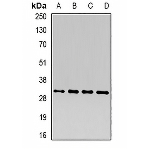 CD66d Rabbit Polyclonal Antibody