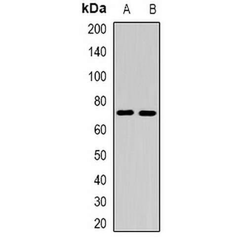 CEL Rabbit Polyclonal Antibody