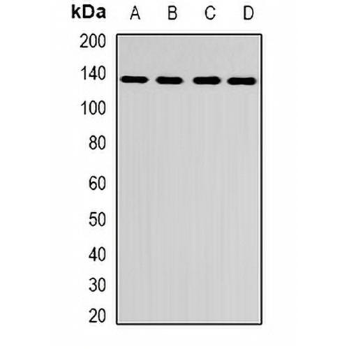 CENP-C Rabbit Polyclonal Antibody