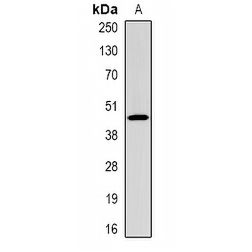 CFHR1 Rabbit Polyclonal Antibody