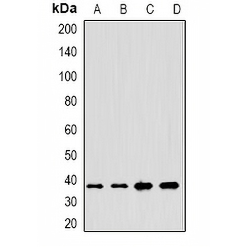 Anamorsin Rabbit Polyclonal Antibody