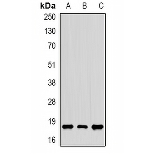 CIRBP Rabbit Polyclonal Antibody
