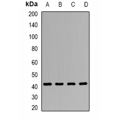Clusterin Rabbit Polyclonal Antibody