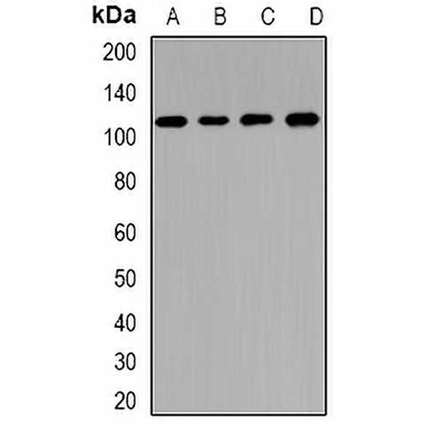 CNGA3 Rabbit Polyclonal Antibody