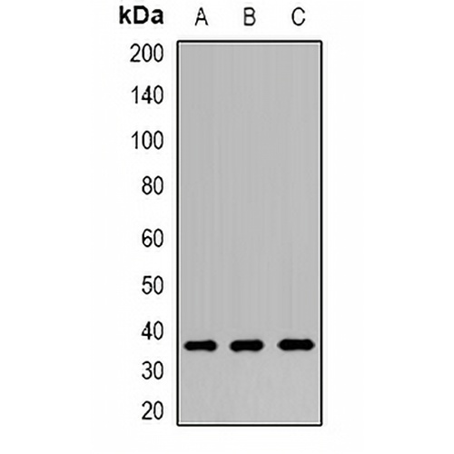 CNPY3 Rabbit Polyclonal Antibody