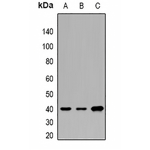 CNTFR alpha Rabbit Polyclonal Antibody