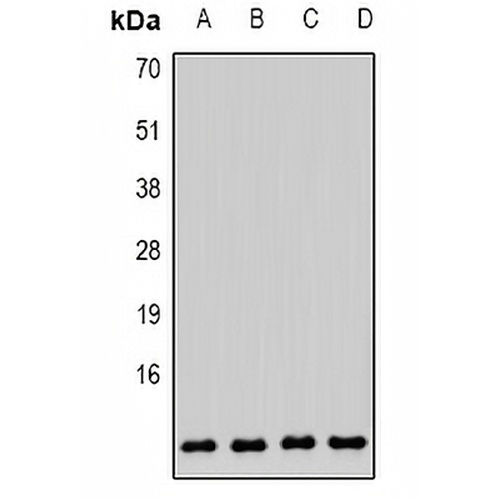 COX6B1 Rabbit Polyclonal Antibody