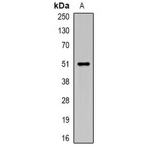 Carboxypeptidase A6 Rabbit Polyclonal Antibody