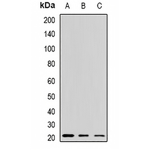 Alpha-crystallin A Rabbit Polyclonal Antibody