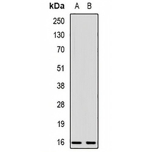 Cystatin F Rabbit Polyclonal Antibody