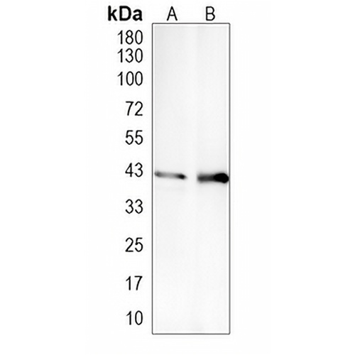 CD152 Rabbit Polyclonal Antibody