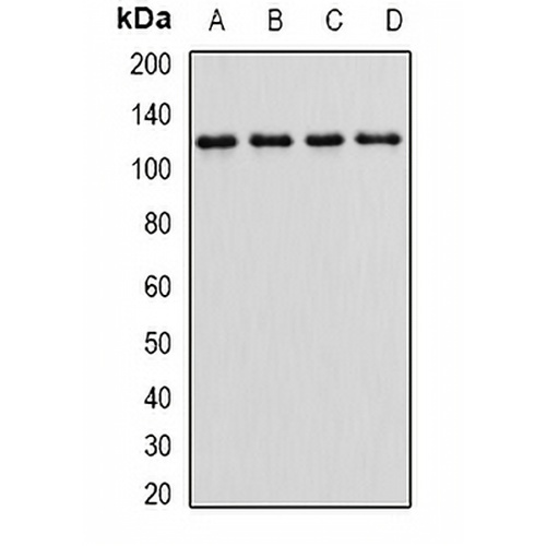 Alpha E-catenin Rabbit Polyclonal Antibody