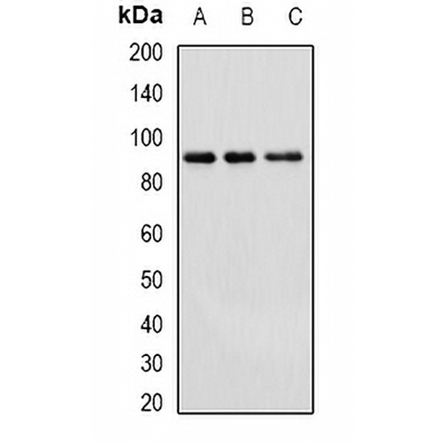 Cullin 4A Rabbit Polyclonal Antibody