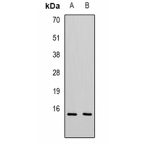 CXCL11 Rabbit Polyclonal Antibody