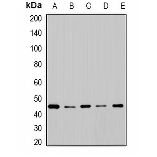 Cytochrome P450 2F1 Rabbit Polyclonal Antibody