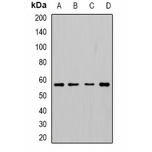 Cytochrome P450 3A5 Rabbit Polyclonal Antibody