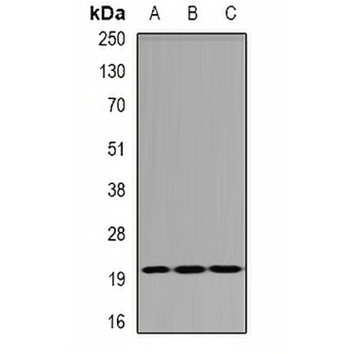SMAC Rabbit Polyclonal Antibody