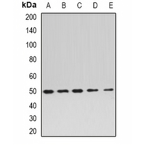 EEF1A2 Rabbit Polyclonal Antibody