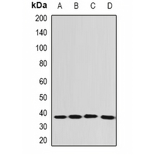 EEF1D Rabbit Polyclonal Antibody