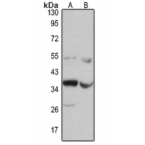 Ephrin B2 Rabbit Polyclonal Antibody