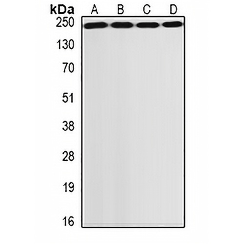 GCN2 Rabbit Polyclonal Antibody